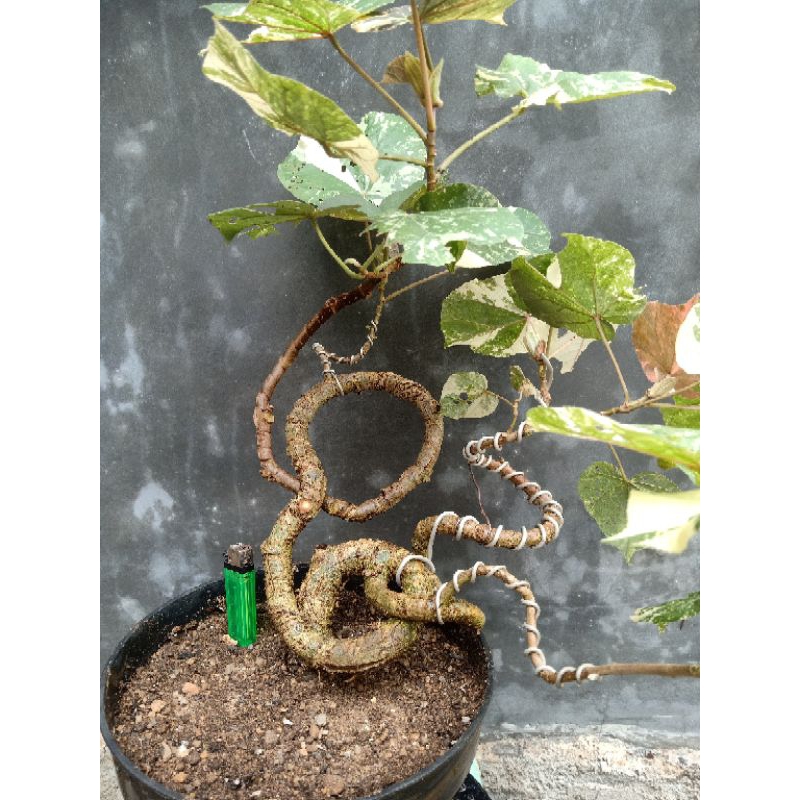 Bahan Bonsai Waru Varigata