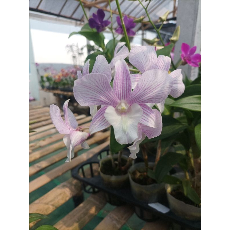 Dendrobium Bulat berbunga