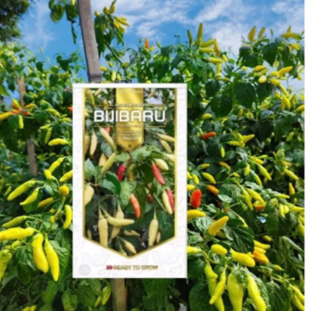 Isi 25 Biji Benih Cabe Rawit HALBARU- Repack