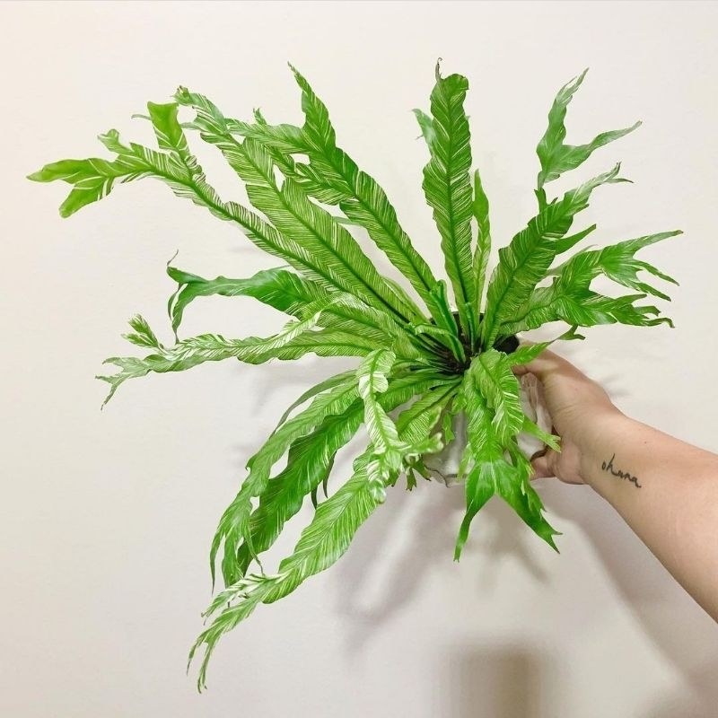 tanaman kadaka varigata - kadaka lasagna varigata