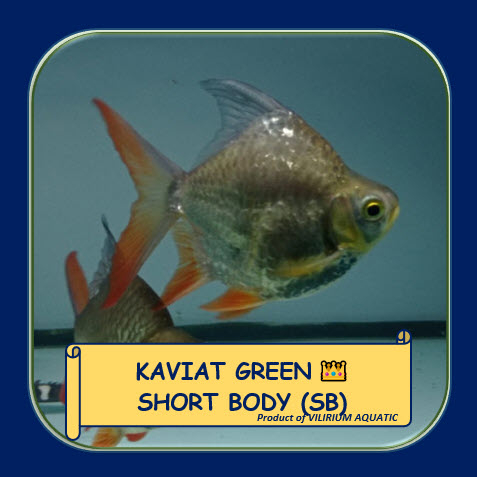 IKAN HIAS AIR TAWAR - KAVIAT GREEN SHORT BODY (SB) KING