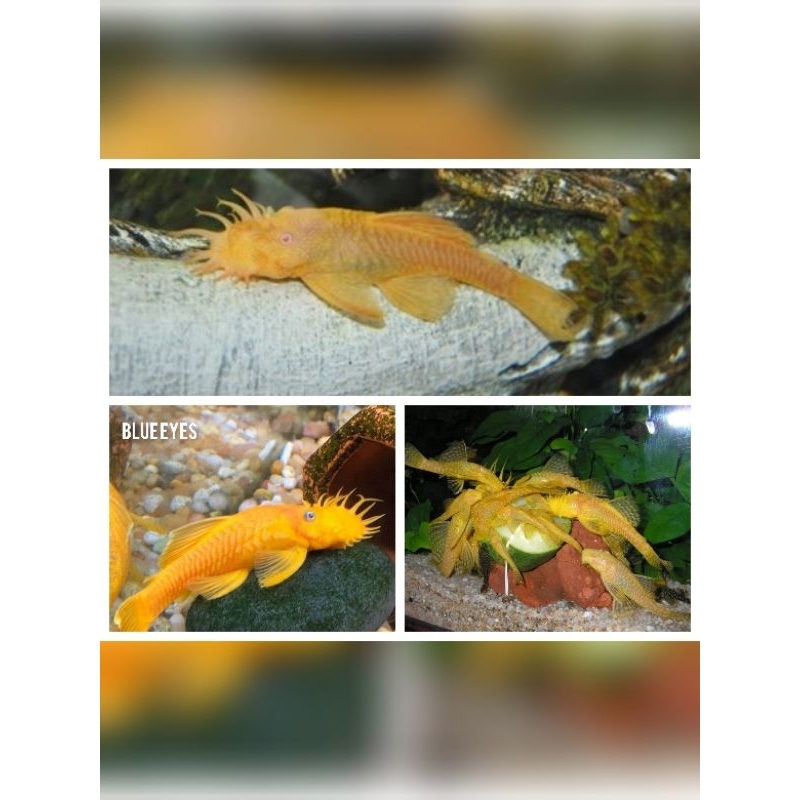 Pleco L144 albino dan blue eyes - ikan hias pleco - ikan hias pembersih aquascape - hiasan aquarium