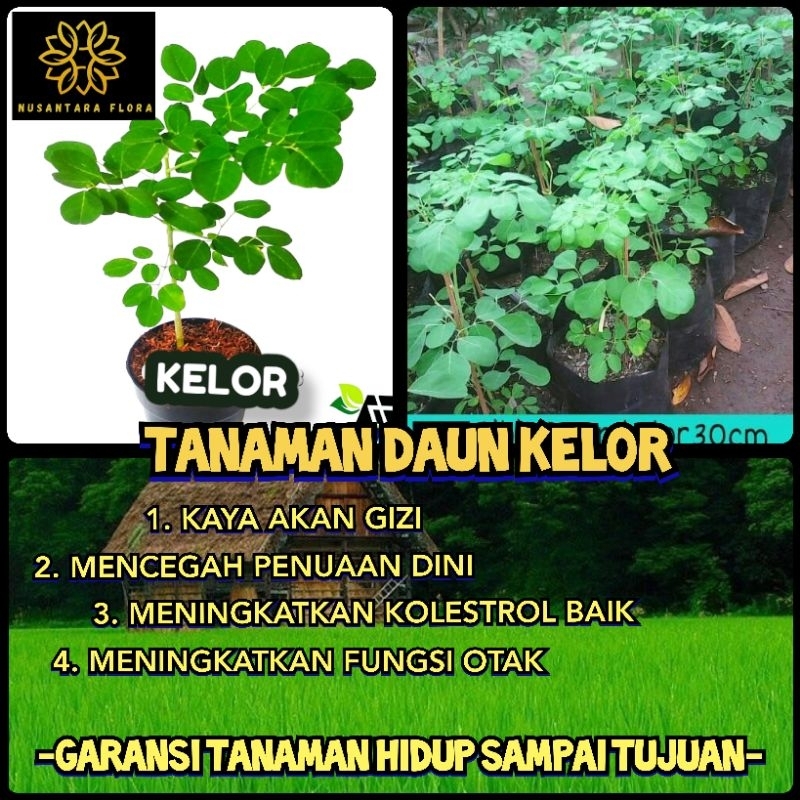 Bibit Kelor Tanaman Daun Kelor Bibit Pohon Kelor Siap Tanam