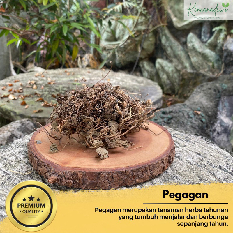 

Daun Pegagan Kering Centella Asiatica Premium Quality
