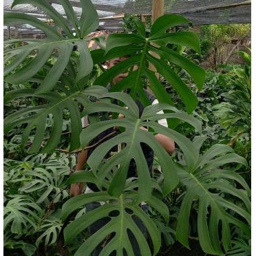 Monstera Brazilian Form