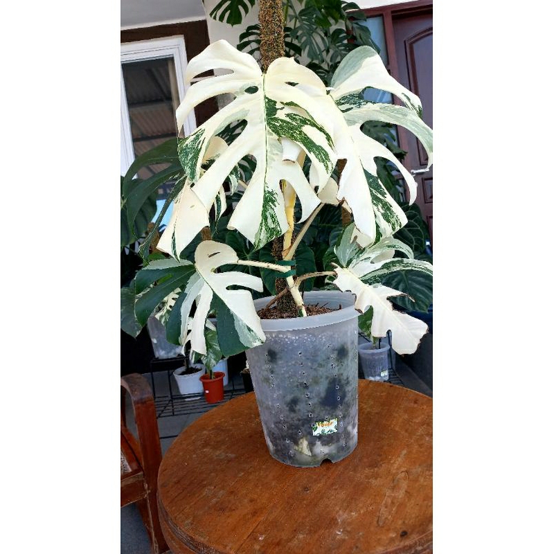 co kak lifestyle 382 monstera variegata size indukan 6 daun aktif