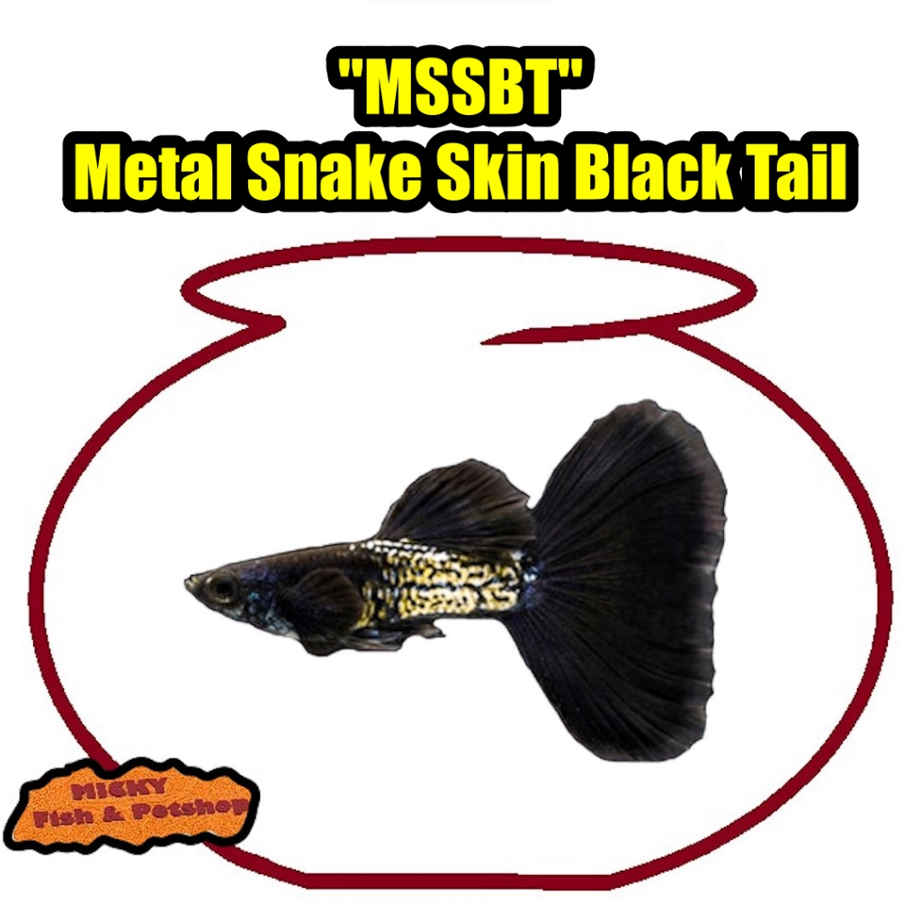 Guppy MSSBT Metal Snake Skin Black Tail Indukan Jantan Grade