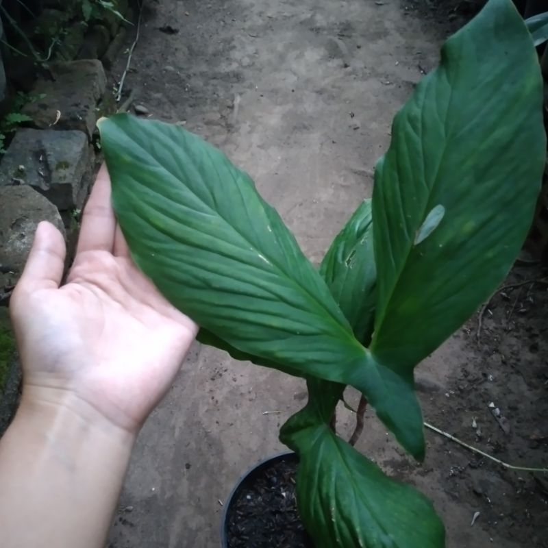 Cyrtosperma hambalii