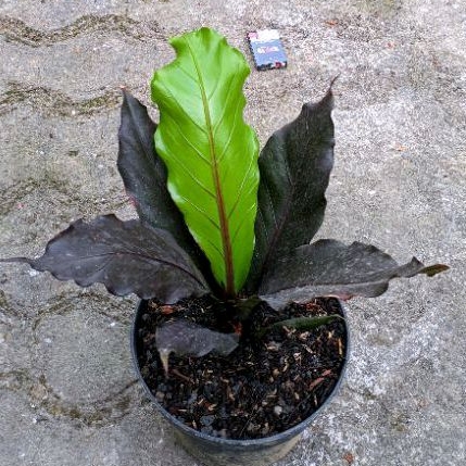 anthurium hookeri cobra black mamba