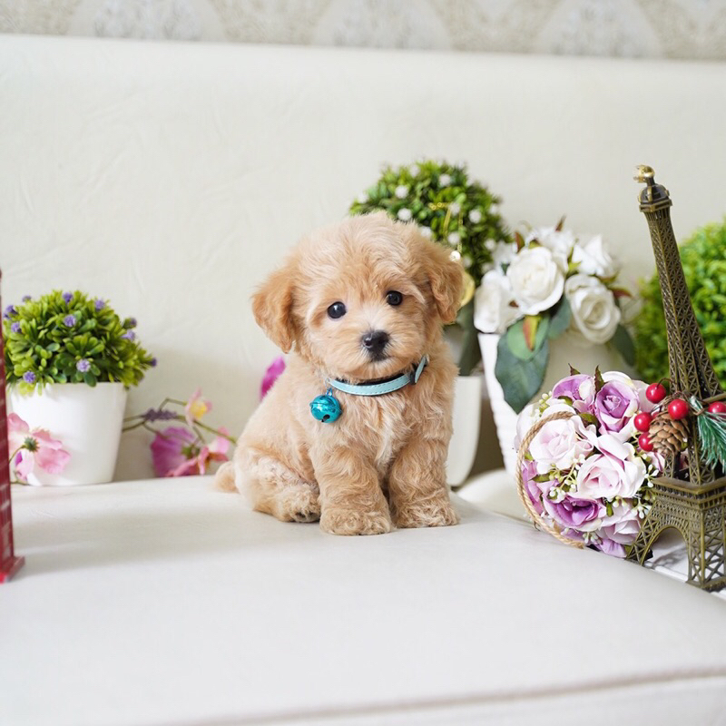 Tiny Toy Poodle Puppy Fawn Apricot Male