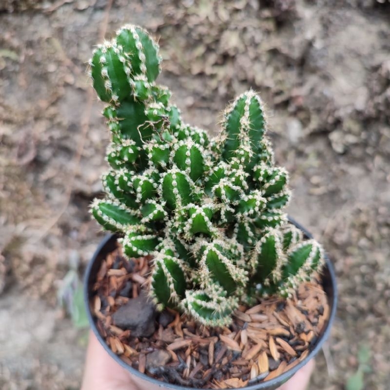 Cereus Tetragonus | D 10cm