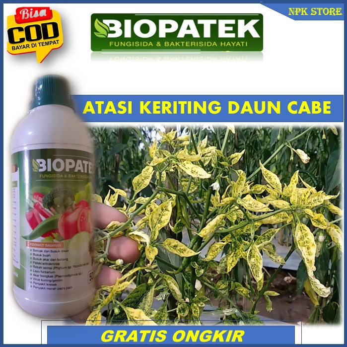 Terbaru BIOPATEK Fungisida & Bakterisida Hayati Pupuk Paling Ampuh Atasi Kuning Daun Cabai – Atasi K