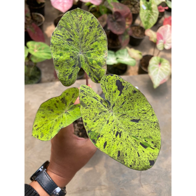 Colocasia mojito
