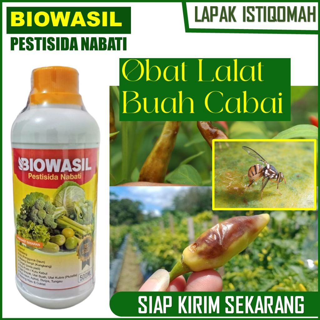 BIOWASIL 500 ML insektisida lalat buah cabe - obat pembasmi lalat pada buah cabai / cabe - pestisida