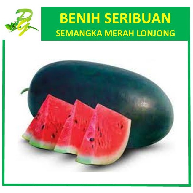 Benih Seribuan Semangka Inul Lonjong