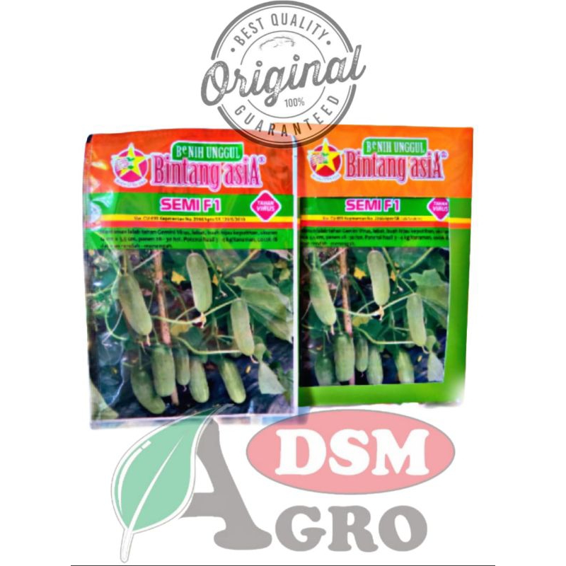 benih timun semi