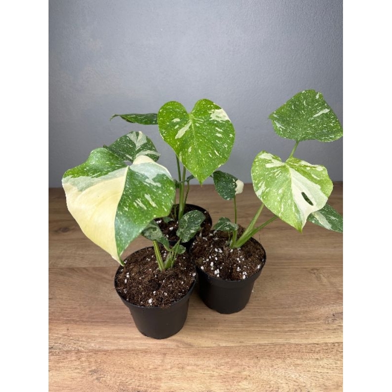 Monstera thailand japan lab