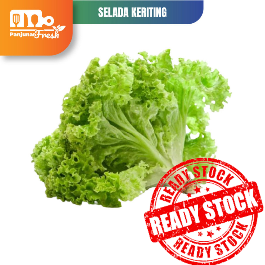 

SELADA KERITING / SALAD / SELADA BOKOR FRESH SEGAR 1 KG