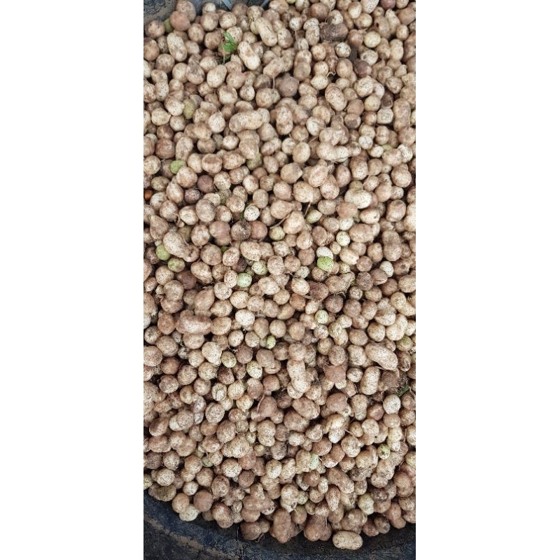 

Kacang bogor mentah 500gr