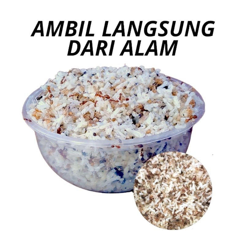 Kroto Alami Pakan Burung Fresh Segar Siap Pakai
