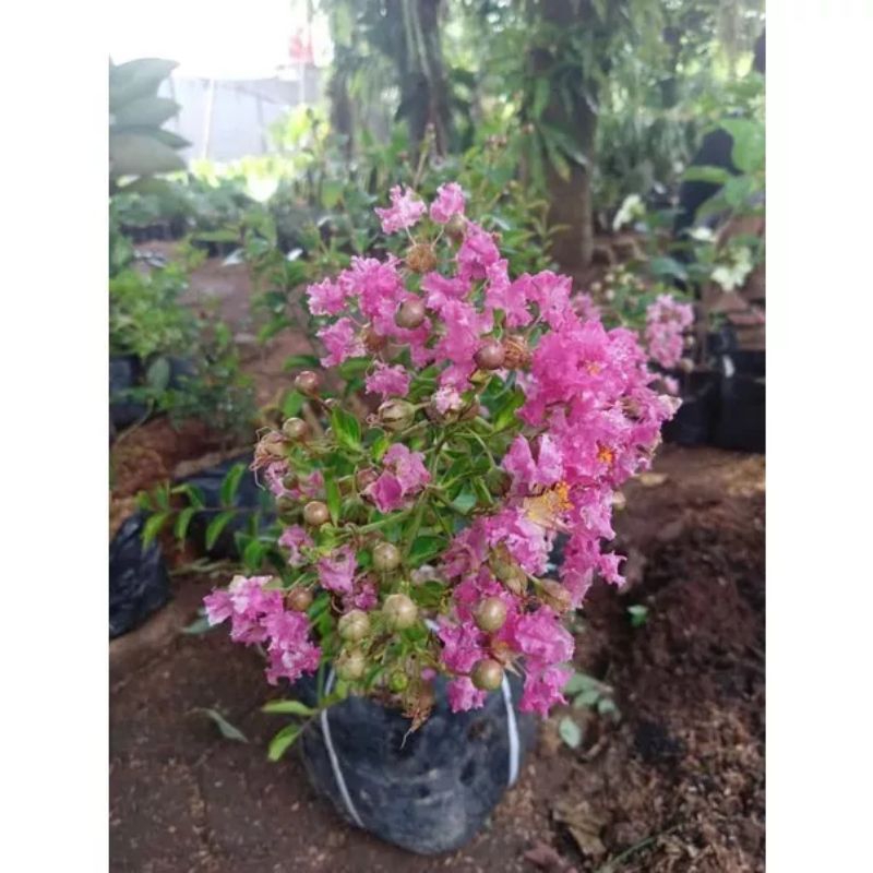 Tanaman hias bunga-tanaman hias bunga sakura mini-sakura mini