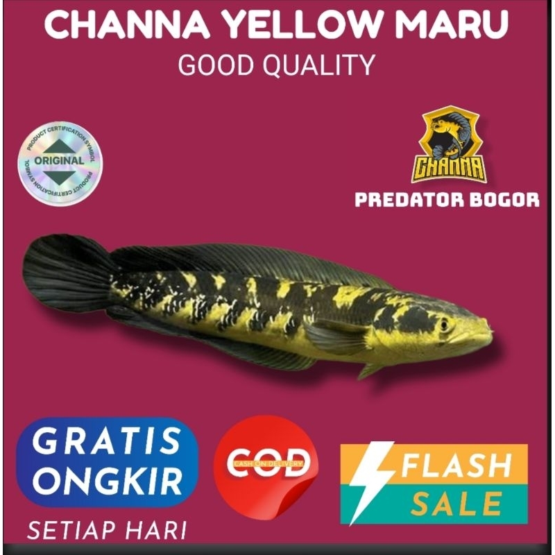Channa chana YS/MARU 4-5cm hiasan aquarium