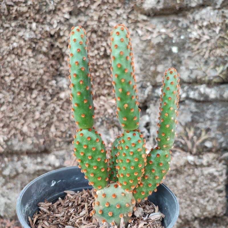 Opuntia Rufida