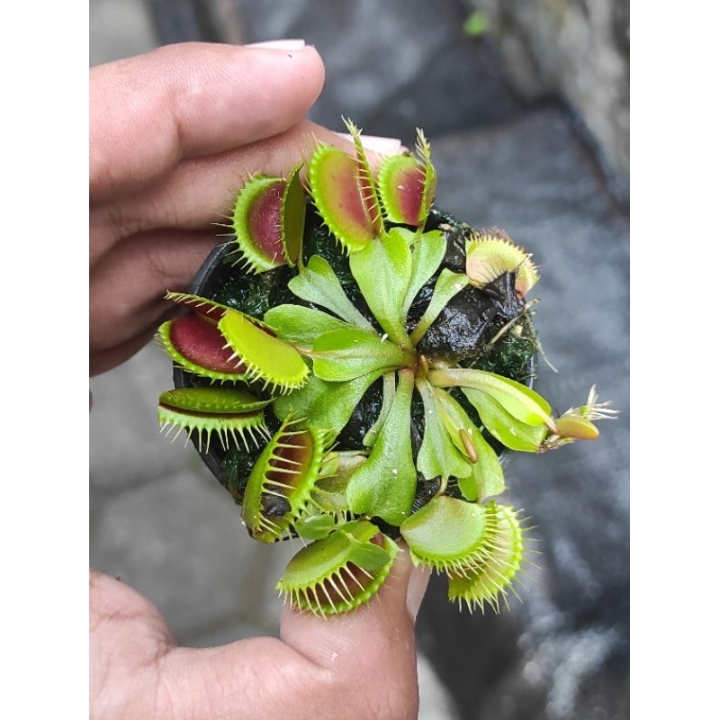 venus flytrap