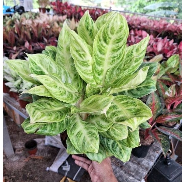 Aglonema soft green rumpun size jumbo