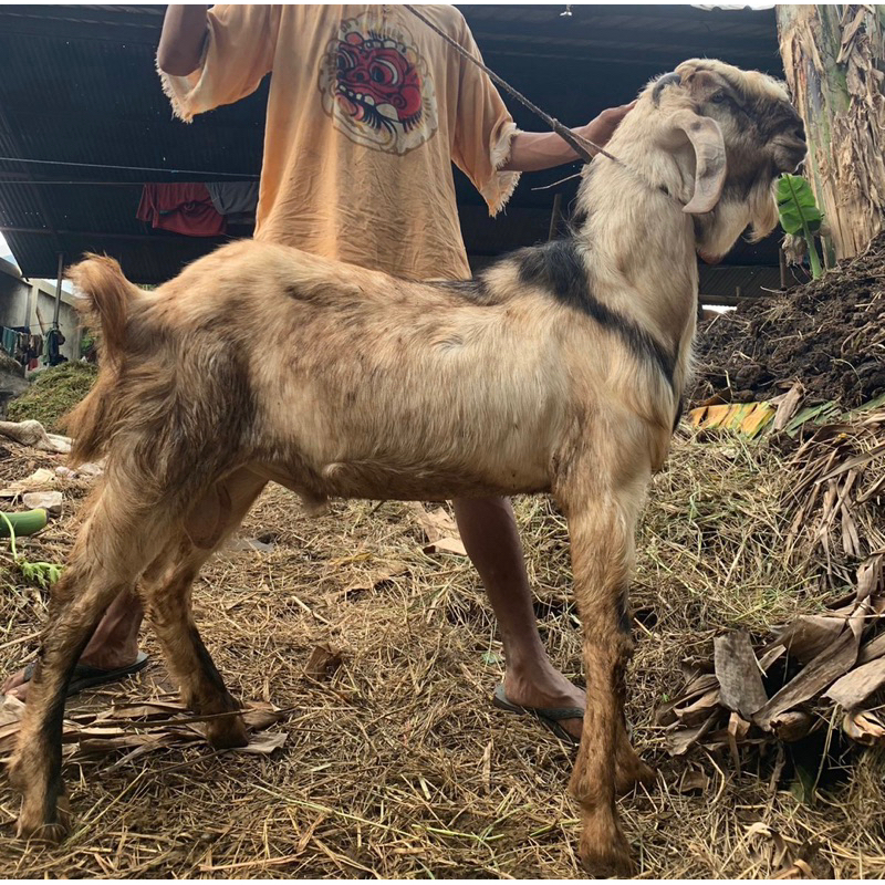 

Kambing Kurban Free biaya antar