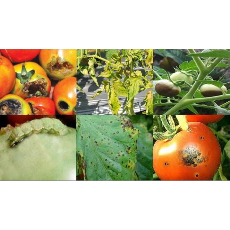 ANTILA 80WP_MANKOZEB 80%_Bercak ungu/Antraknosa/Busuk buah/Busuk daun/Hawar daun_Fungisida