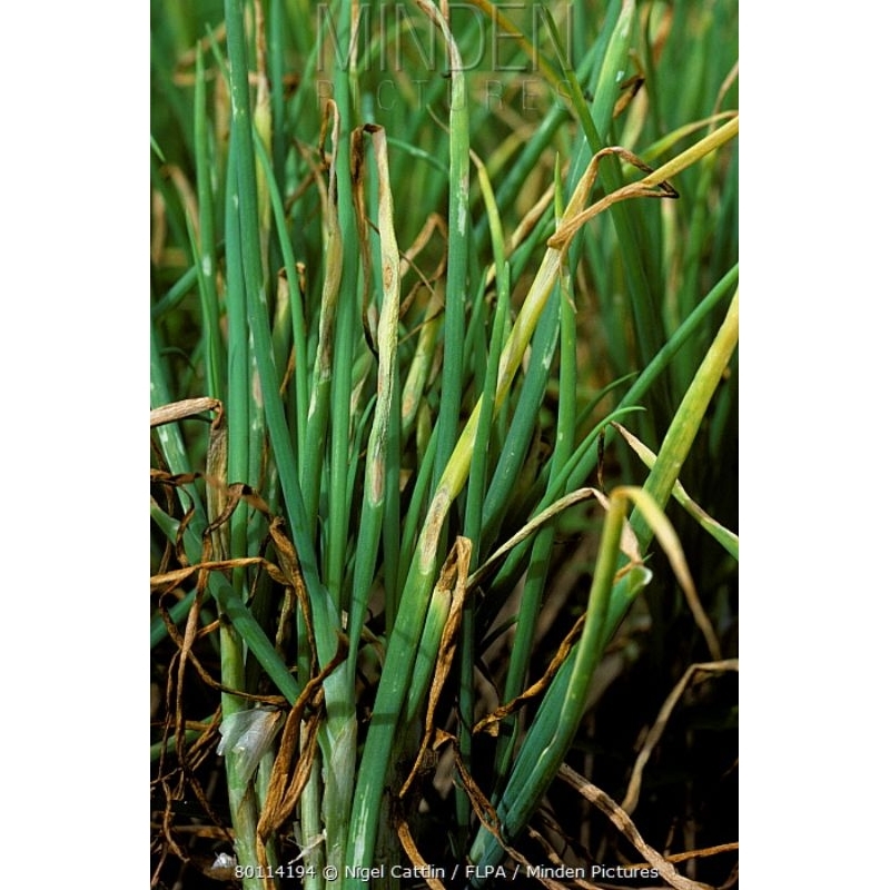 ANTILA 80WP_MANKOZEB 80%_Bercak ungu/Antraknosa/Busuk buah/Busuk daun/Hawar daun_Fungisida