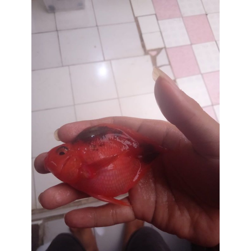 perrot/Parrot/perot no tail red/merah