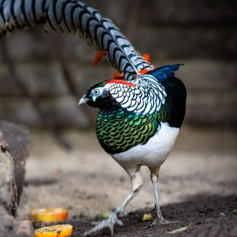 Koleksi Ayam Hias Lady Amherts pheasant remaja satu pasang