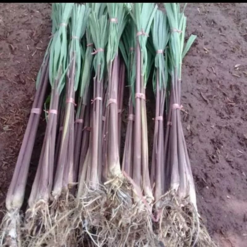 Bibit Sereh wangi / Bibit Sereh Merah /Sereh wangi Sereh Merah Siap Tanam