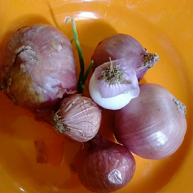 Bawang Merah India kg