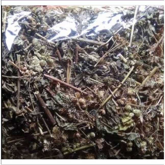 

Daun badotan KERING / Daun babadotan kering mencegah diabetes atau kencing manis