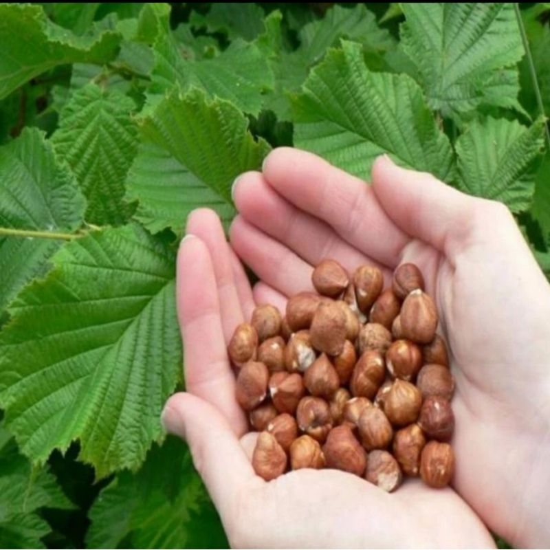 

HAZELNUT ROASTED 1 KG