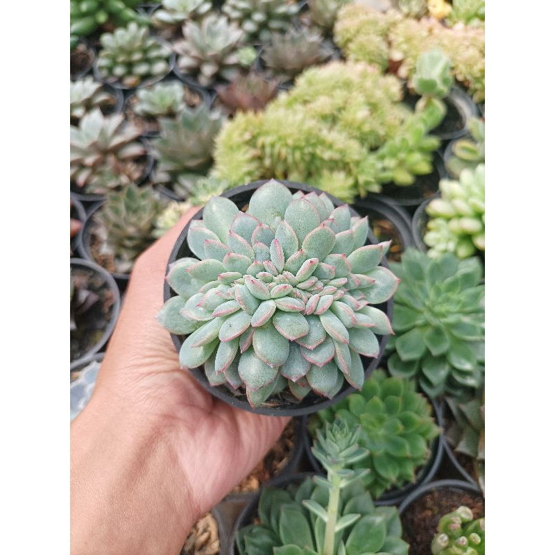 Sekulen echeveria pink line cristata/crested