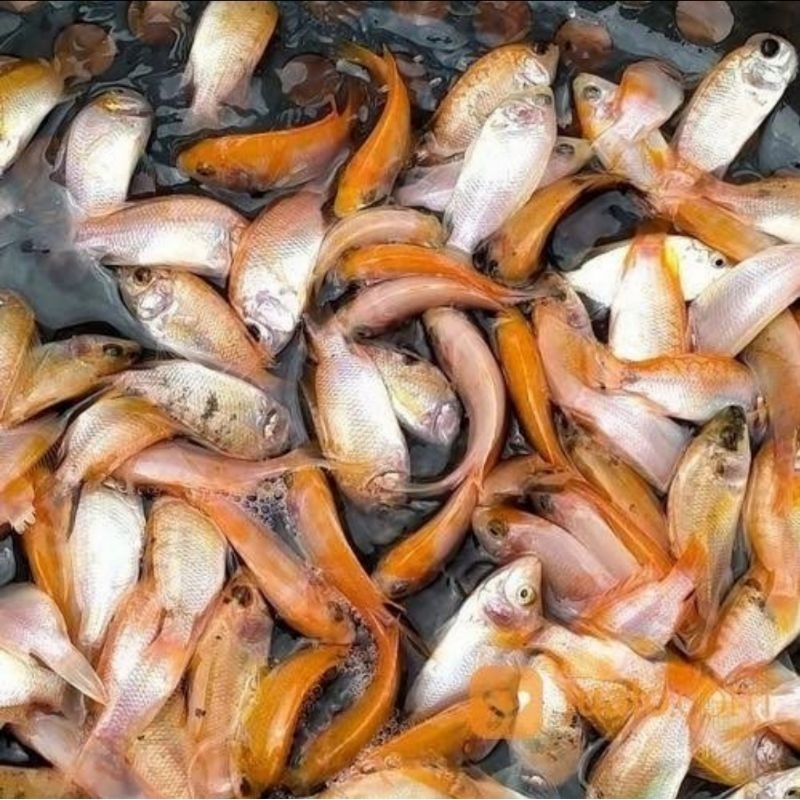 Bibit Nila Merah Bangkok