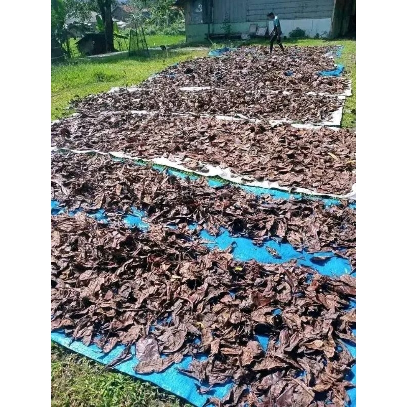 DAUN KETAPANG LAUT SUPER OLAHAN 1KG KUALITAS TERBAIK