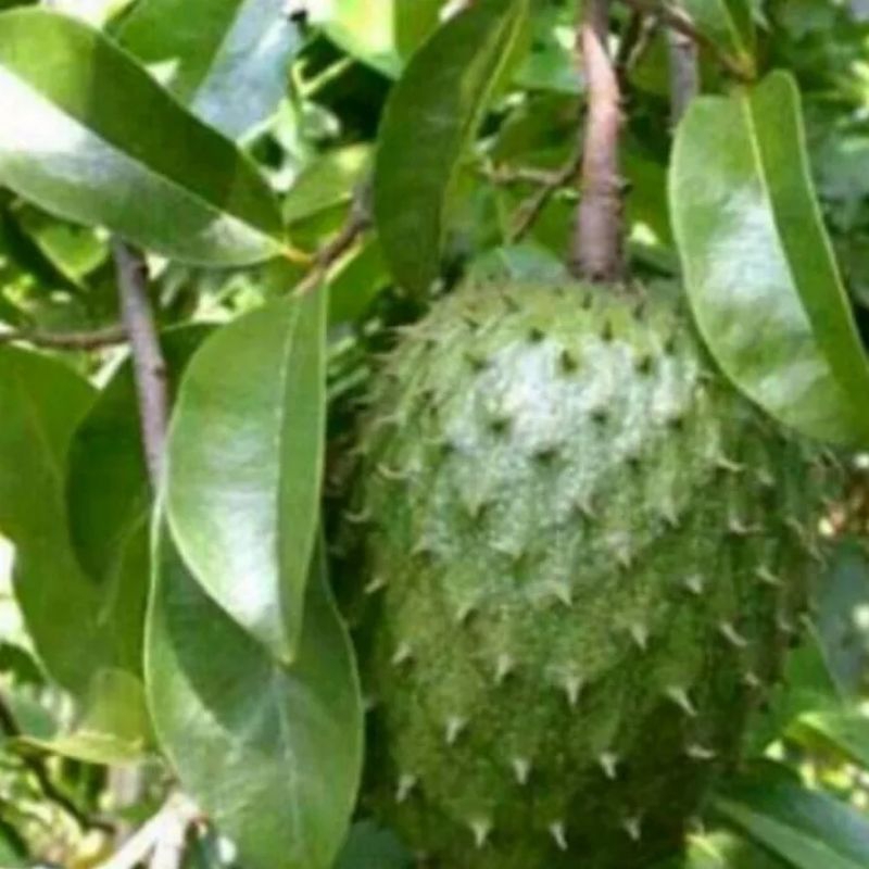 

DAUN SIRSAK SEGAR HERBAL 25 LEMBAR
