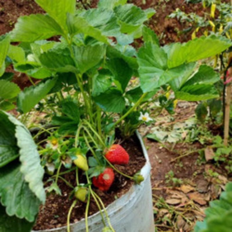 bibit stroberi