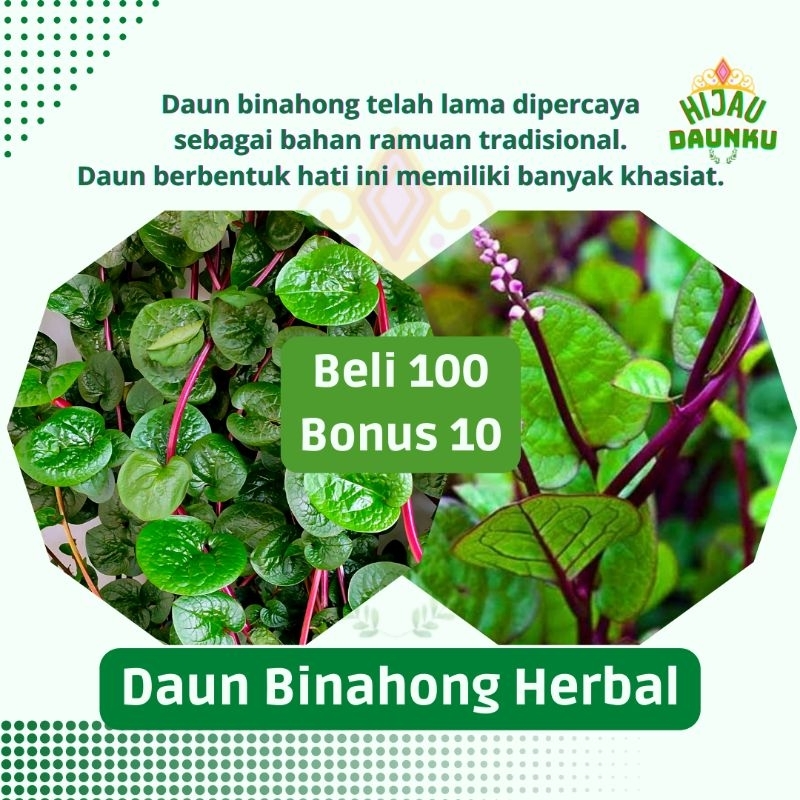 

Daun Binahong Merah Herbal Fresh Segar Harga Per Lembar Termurah Serba Manfaat Menyembuhkan Berbagai penyakit Luar Maupun Dalam tubuh