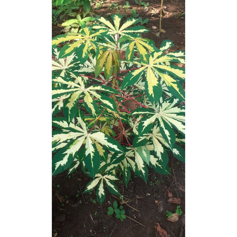 bibit singkong varigata