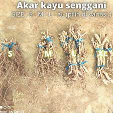 Akar kayu senggani / akar harenong / akar kayu senggani per ikat