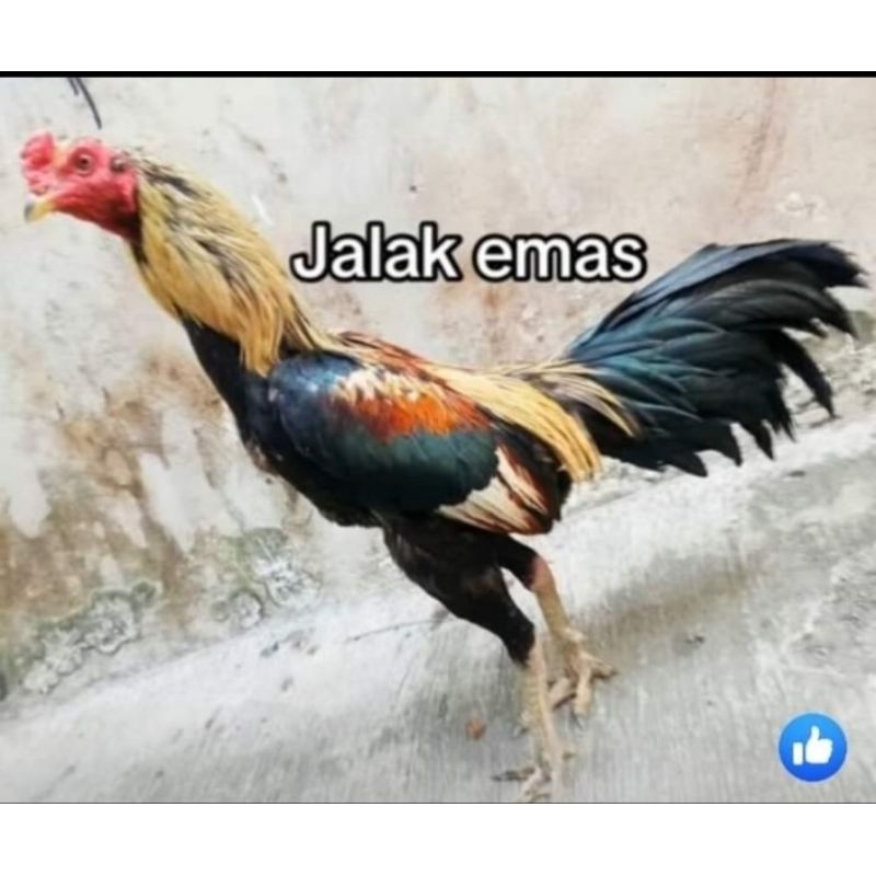 

TELUR AYAM BANGKOK JALAK EMAS SIAP DI TETASKAN