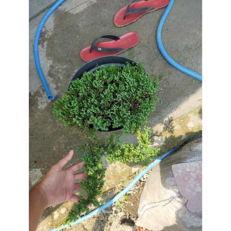 Paket 3 Pohon Cemara Dwarf Japanese, Maple Freemanii dan Taksus Sumatrana
