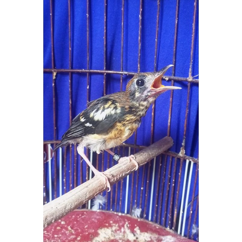 Trotol Anis Kembang RBG sepasang ( jantan + betina)