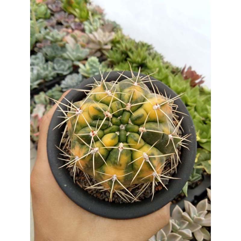 Kaktus Gymnocalycium baldianum variegata 7cm